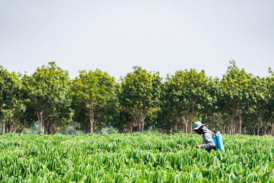 Farmers are spraying chemicals to nourish cassava without wearing any protective equipment. The back is seen as a rubber plantation. But the danger of the chemical is very high.