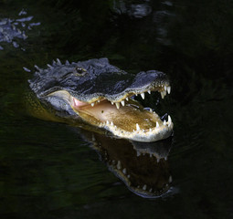An aligator in dark water with an open mouth showing his teeth
