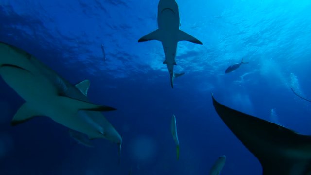 Low angle, sharks swim in slow motion