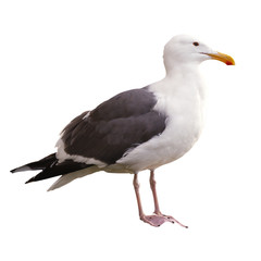 Seagull on White Background