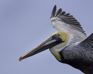 Closeup of a brown pelican flying, head, eye and part of wings showing