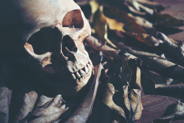 Human skull, Halloween concept, vintage filter image