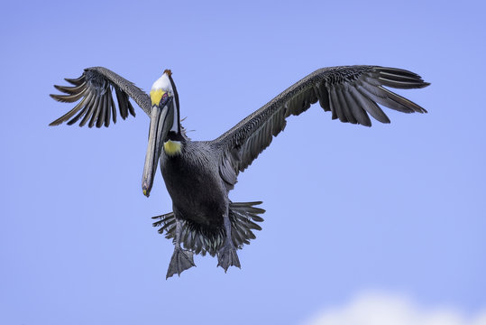 Brown Pelican Looking Funny When He Comes In For Landing