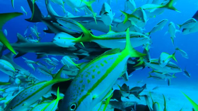 Tropical fish frenzy, slow motion