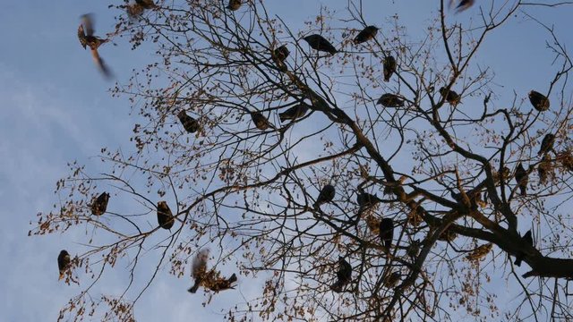 Rooks Have Come silhouettes of birds on tree branches against sky