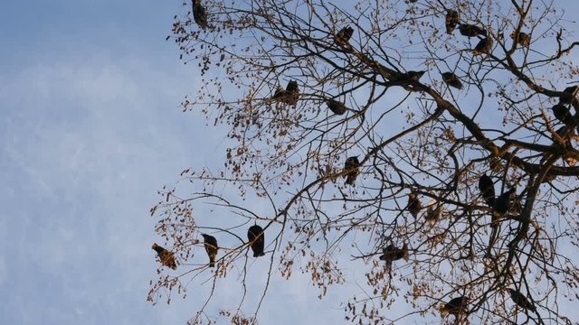 The Rooks Have Come silhouettes of birds on tree branches against sky