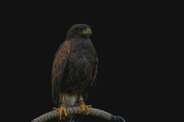 eagle