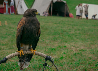 eagle