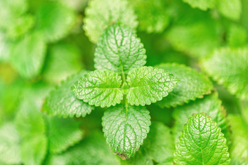 Lemon balm herbal plant leaves