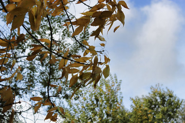 A branch with yellow leaves against the blue sky