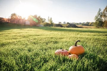 Acrylic prints Grass three big orange pumpkins in the green grass field 