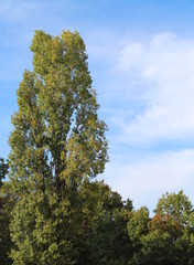 Autunno in arrivo - alberi e cielo