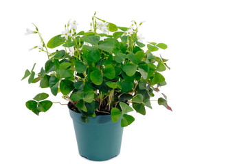 Shamrock Plant Growing In A Pot White Background