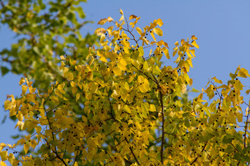 yellow tree in spring