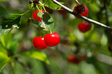 red cherries on the tree