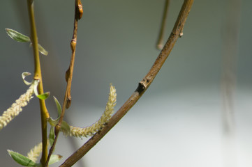 branch of willow on background of blue sky