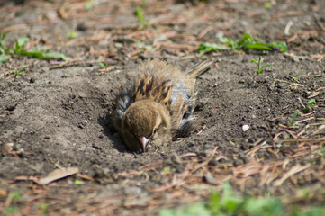 squirrel in the forest