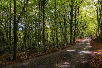 Fototapeta na wymiar Autumn Road in the Mountain in the wood