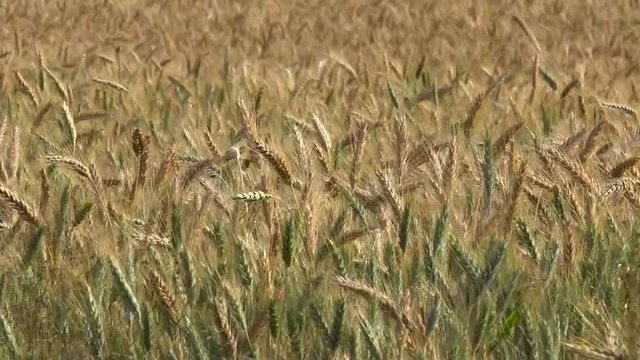 Campo sembrado de trigo