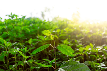 Green Summer Grass Meadow Close-Up With Sunlight