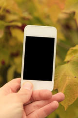 White smartphone in hand of man on background of autumn landscape