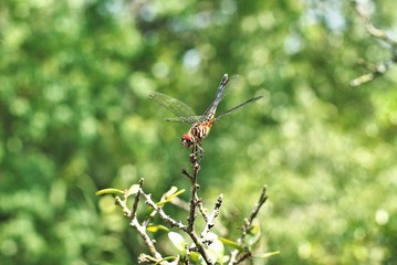 Dragonfly