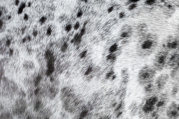 Texture the drawing under a spotty color of an animal skin of an animal. The small size of a spot of black color on a white background. Short hair of wool