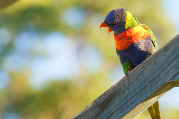 rainbow lorikeet