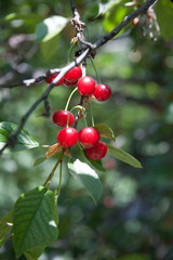 red cherries on the tree