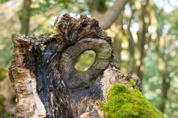 Durchblick, Astloch in einem Baumstumpf, Naturdenkmal Hutewald 