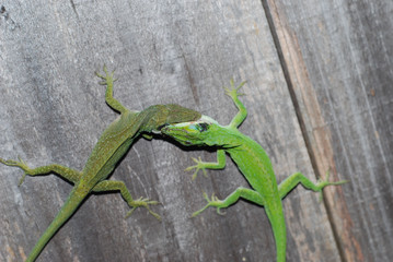 Lizards Fighting 