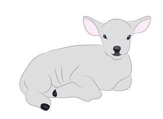 lamb is drawing color, vector