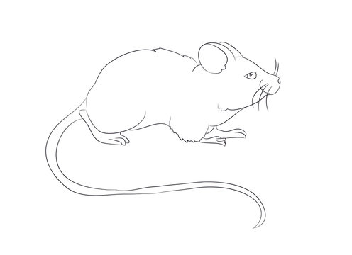 mouse stands drawing by lines, vector,