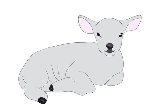 lamb is drawing color, vector