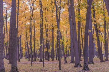 Obraz premium Beautiful autumn park