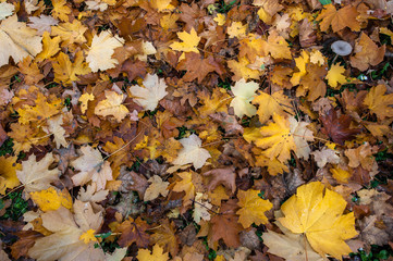 Autumn foliage