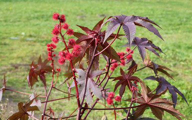 Castor-beans plant or Ricinus communis. General view of plant with red fruits