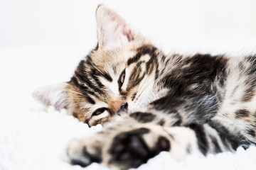 Scottish kitten on white background. Domestic pet