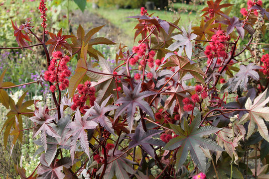 Castor-beans plant or Ricinus communis. General view of plant with red fruits
