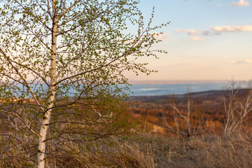 landscape with trees and lake