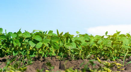 Sprouts of young soybeans in the field, green leaves, land, harvest