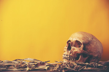 Halloween background concept, on yellow background