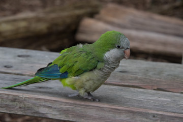 Gr&uuml;ner Vogel auf Holz