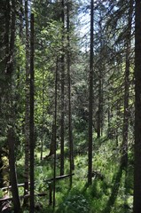 Obraz premium Nature