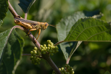 Differential Grasshopper Macro in Sunlight