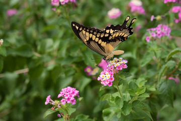 Downward Facing Giant Swallowtail Butterfly on Pink Lantana