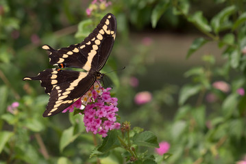 Giant Swallowtail Butterfly Top View on Pink Lantana