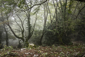 Route in the Wood with Fog - Cold Atmosphere
