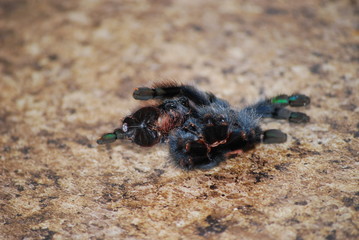 Tarantula