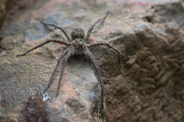 Large Fishing Spider Closeup on Rock Ledge